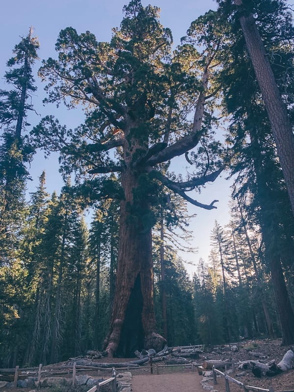 Grizzly Giant in Mariposa Grove, geagle.miooashdv.tk