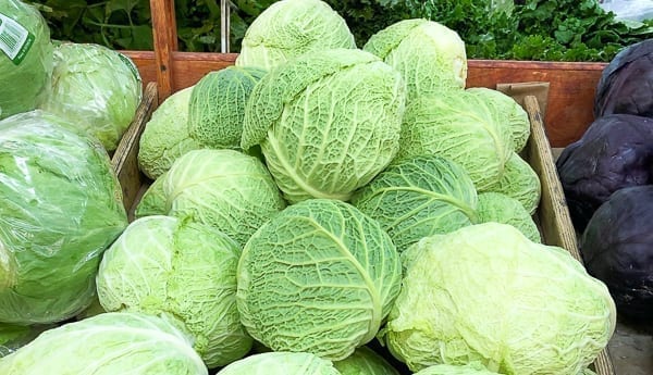 Savoy cabbage by geagle.miooashdv.tk