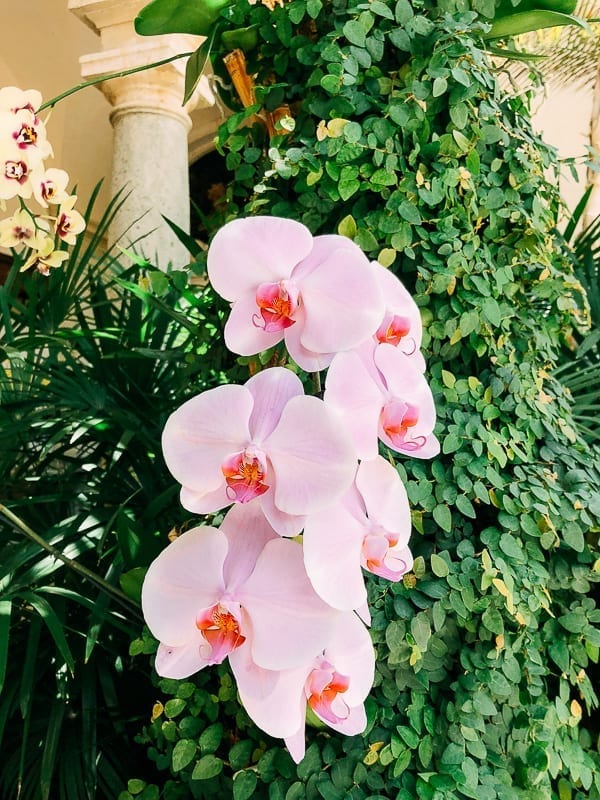 Pink Orchids, geagle.miooashdv.tk
