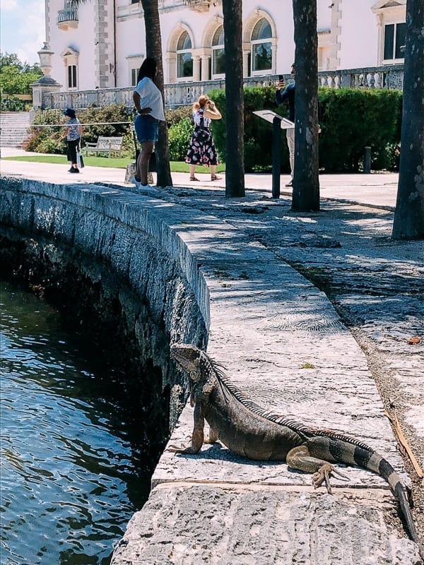 Iguana at Vizcaya, geagle.miooashdv.tk