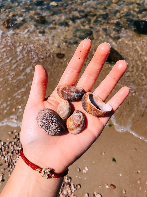 Finding sea shells on the beach, geagle.miooashdv.tk