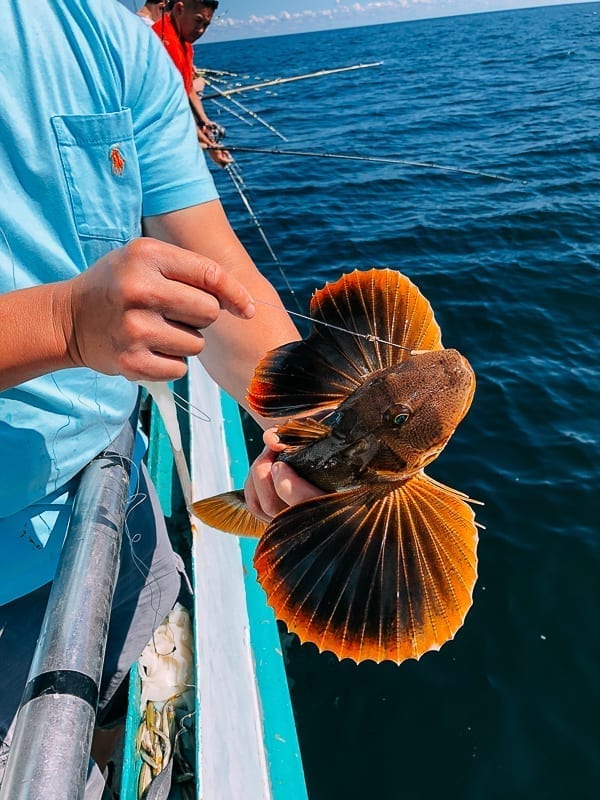 Catching a sea robin, geagle.miooashdv.tk