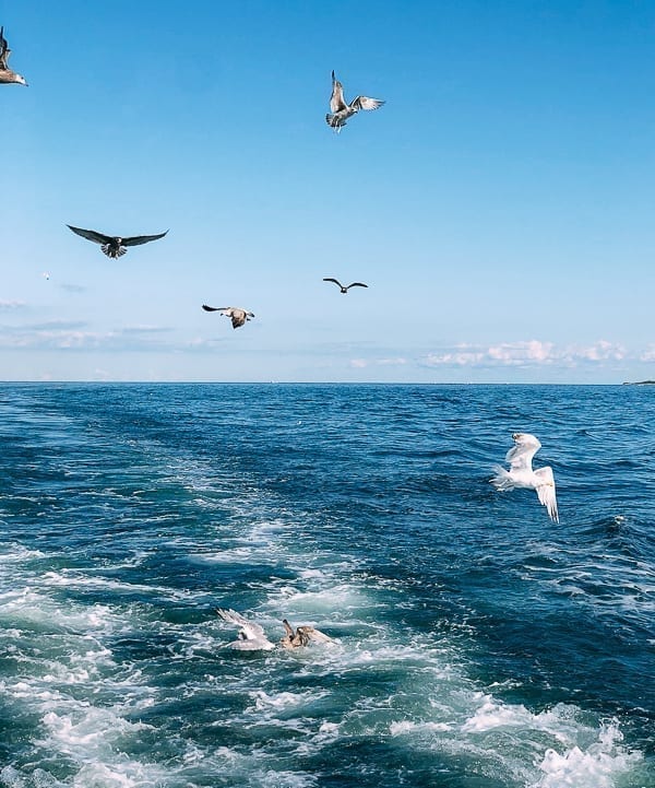 Seagulls snatching fish scraps off boat, geagle.miooashdv.tk