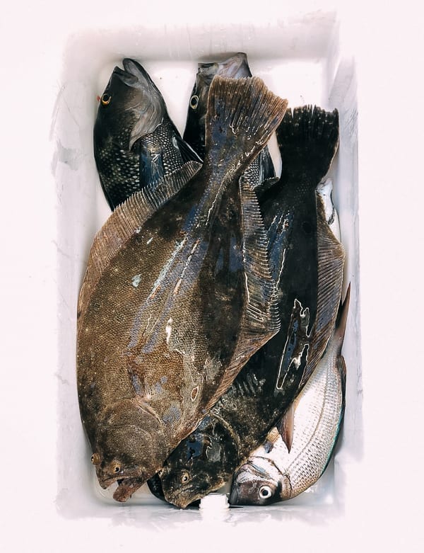 Catch of the day, fluke, seabass, and porgies, geagle.miooashdv.tk