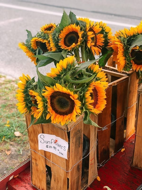 Sunflowers, geagle.miooashdv.tk