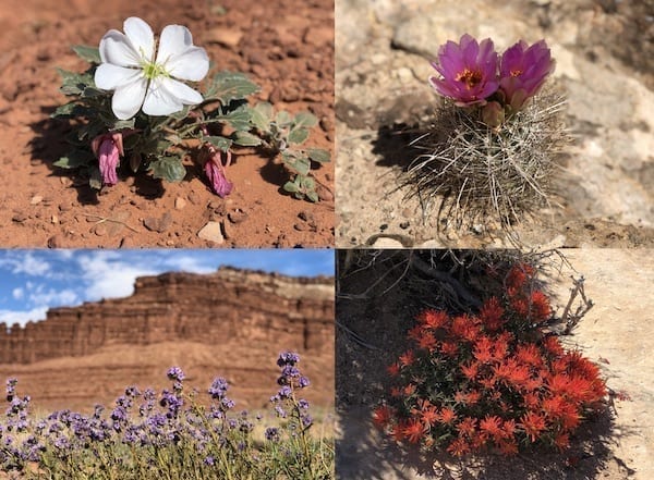 Canyonlands White Rim trail Spring wildflowers by geagle.miooashdv.tk
