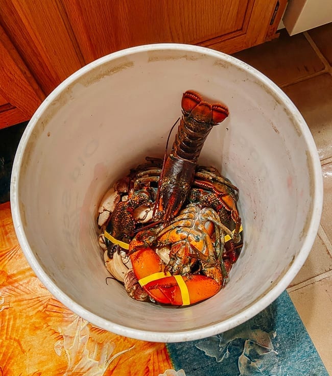 Live lobsters and crab claws in bucket, geagle.miooashdv.tk