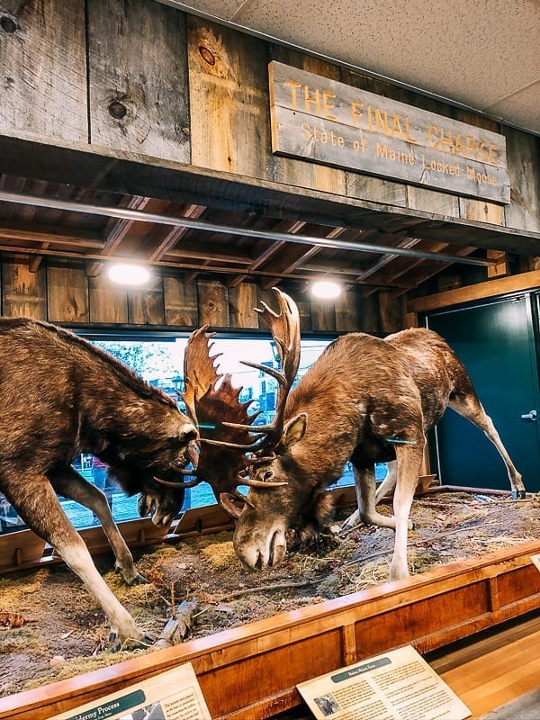 Moose Diorama at L.L. Bean Store in Freeport, geagle.miooashdv.tk