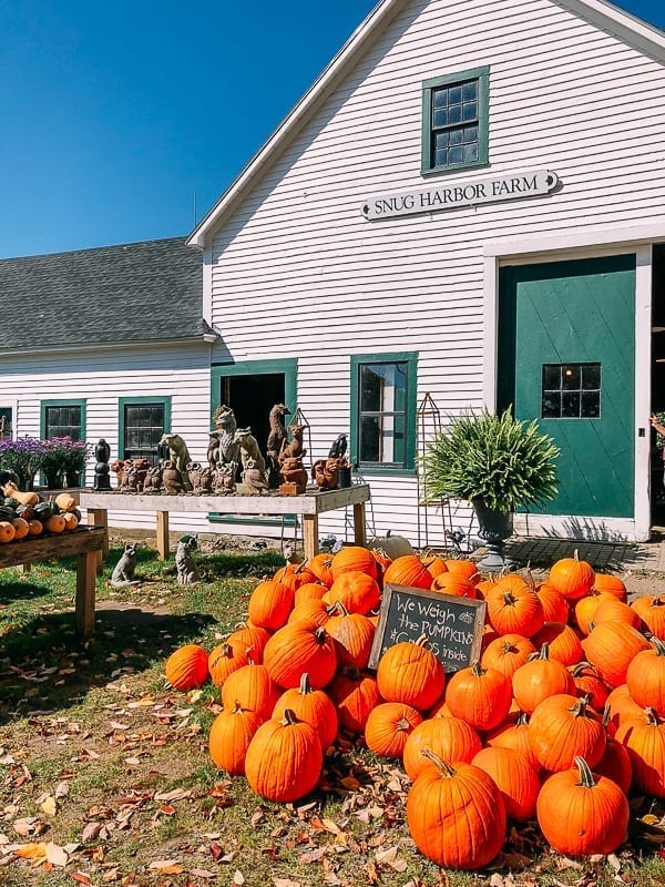 Pumpkins outside Snug Harbor Farm, geagle.miooashdv.tk