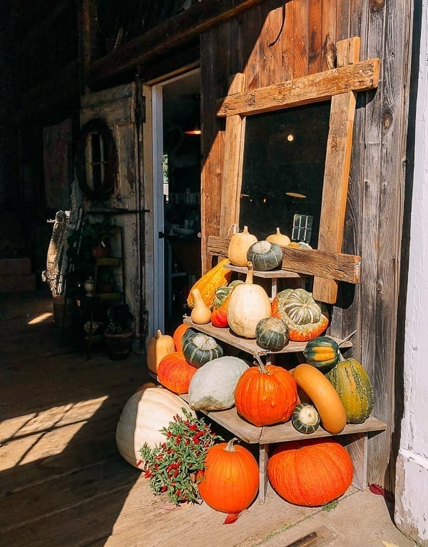 Pumpkins and gourds at Snug Harbor Farm, geagle.miooashdv.tk