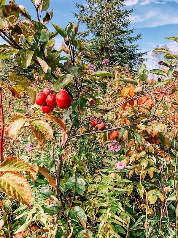Wild apple tree, geagle.miooashdv.tk