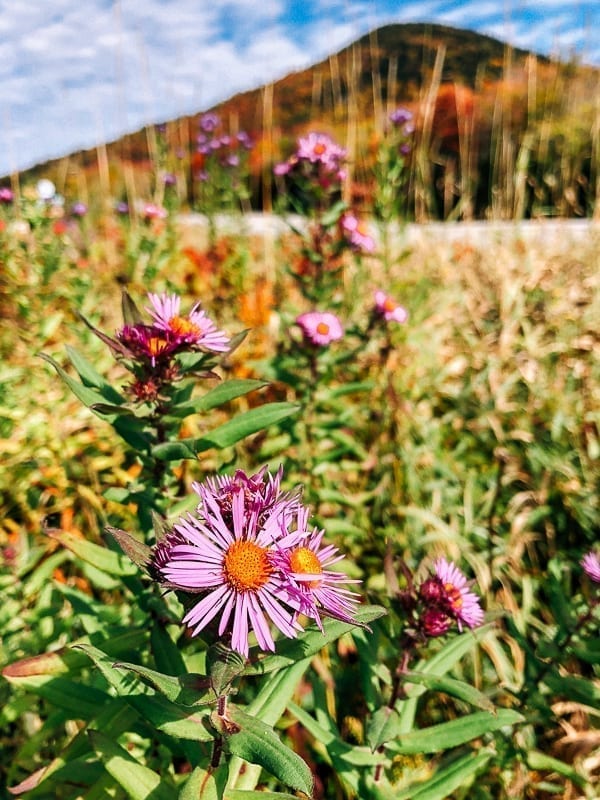 Wildflowers in meadow, geagle.miooashdv.tk