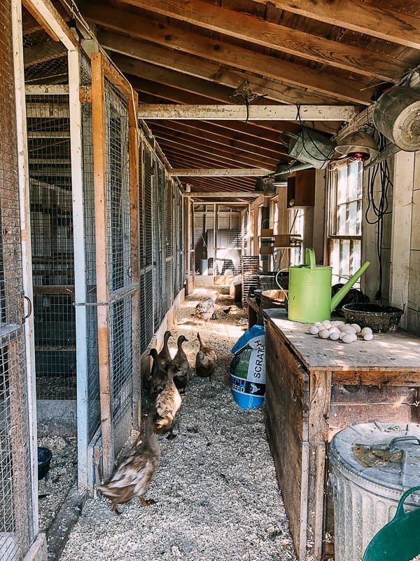 Ducks at Snug Harbor Farm, geagle.miooashdv.tk