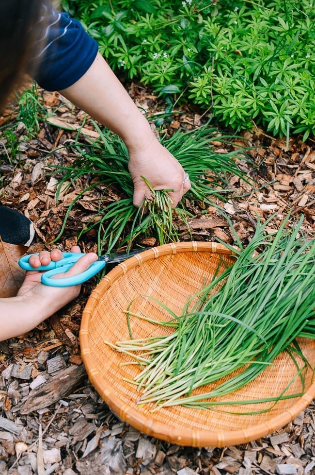 Harvesting Chinese Garlic Chives, geagle.miooashdv.tk