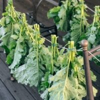 Drying and Preserving Kale Greens, geagle.miooashdv.tk