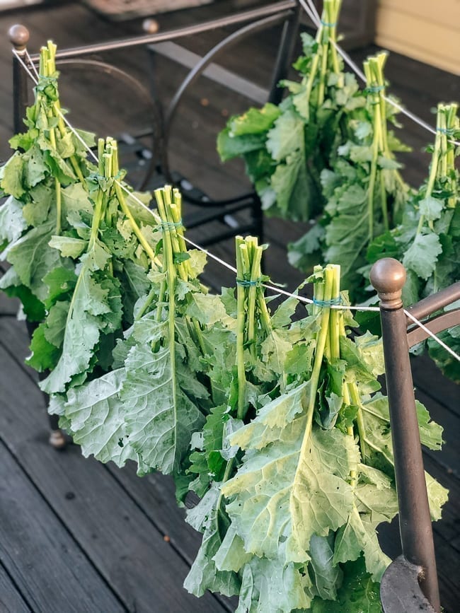 Drying and Preserving Kale Greens, geagle.miooashdv.tk