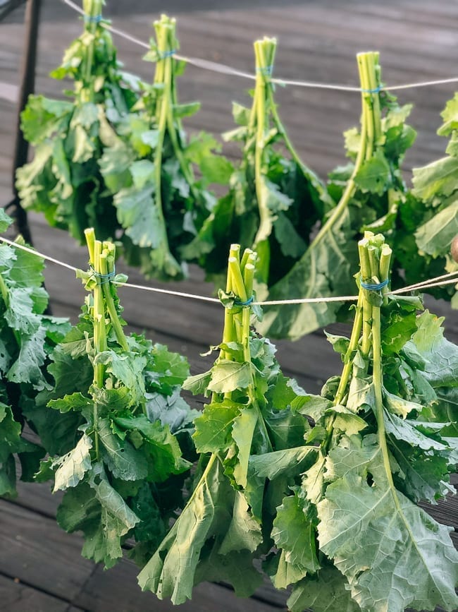 Drying greens in bundles outside, geagle.miooashdv.tk