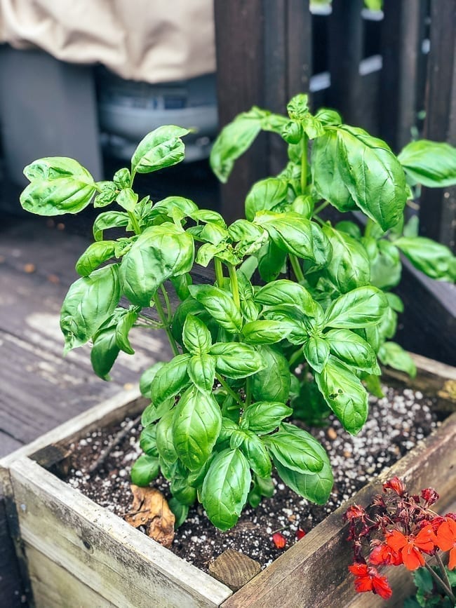 Italian Basil, geagle.miooashdv.tk
