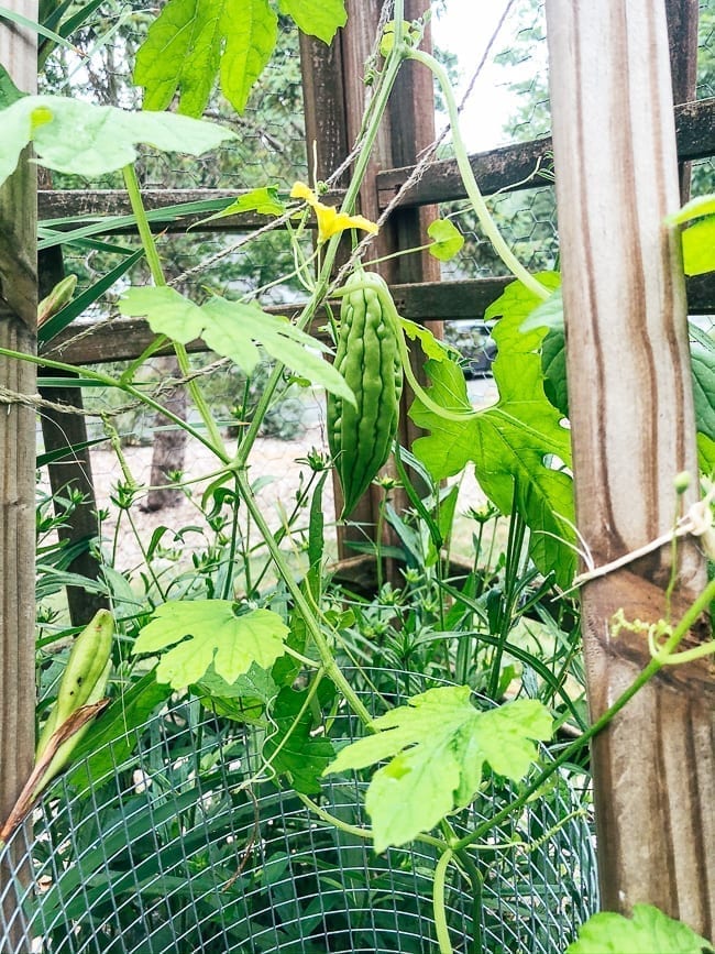 Bitter melon plant, geagle.miooashdv.tk