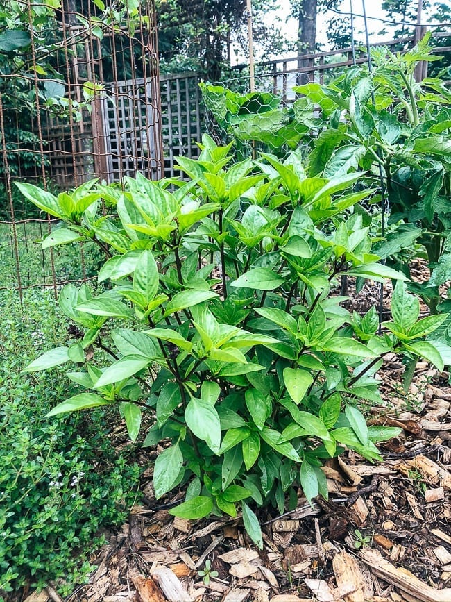 Thai basil plant, geagle.miooashdv.tk