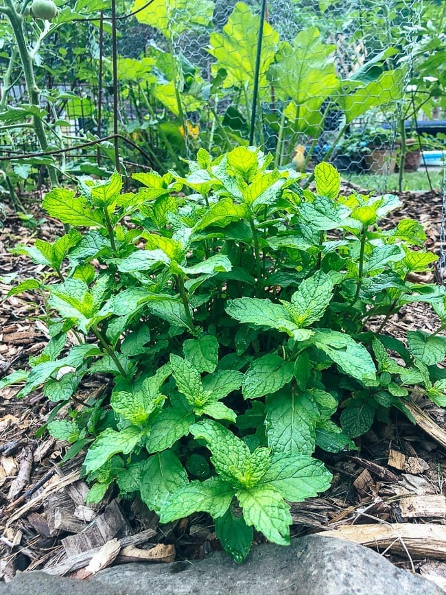Mint plant, geagle.miooashdv.tk