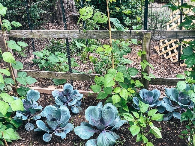 Red cabbage plants, geagle.miooashdv.tk