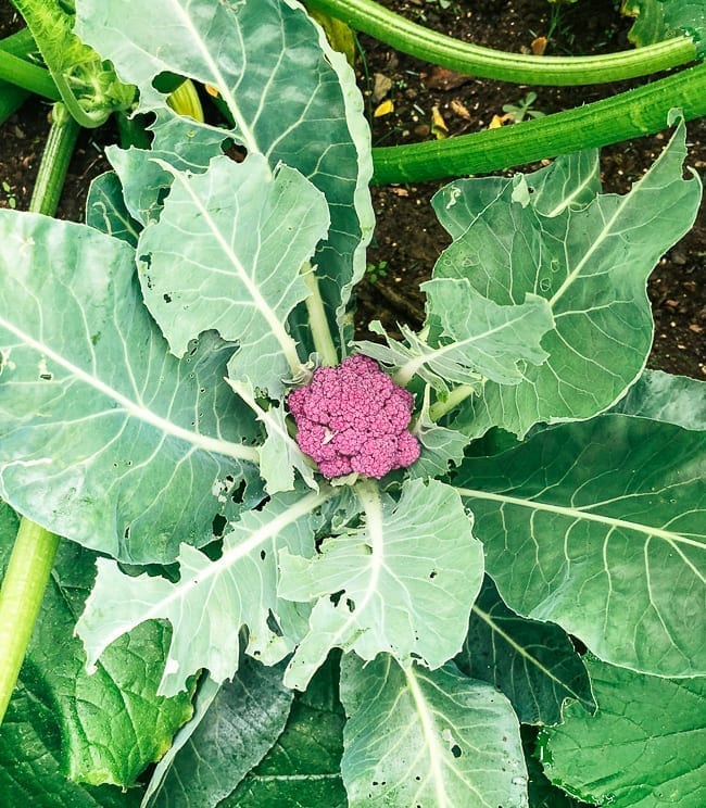 Purple cauliflower plant, geagle.miooashdv.tk