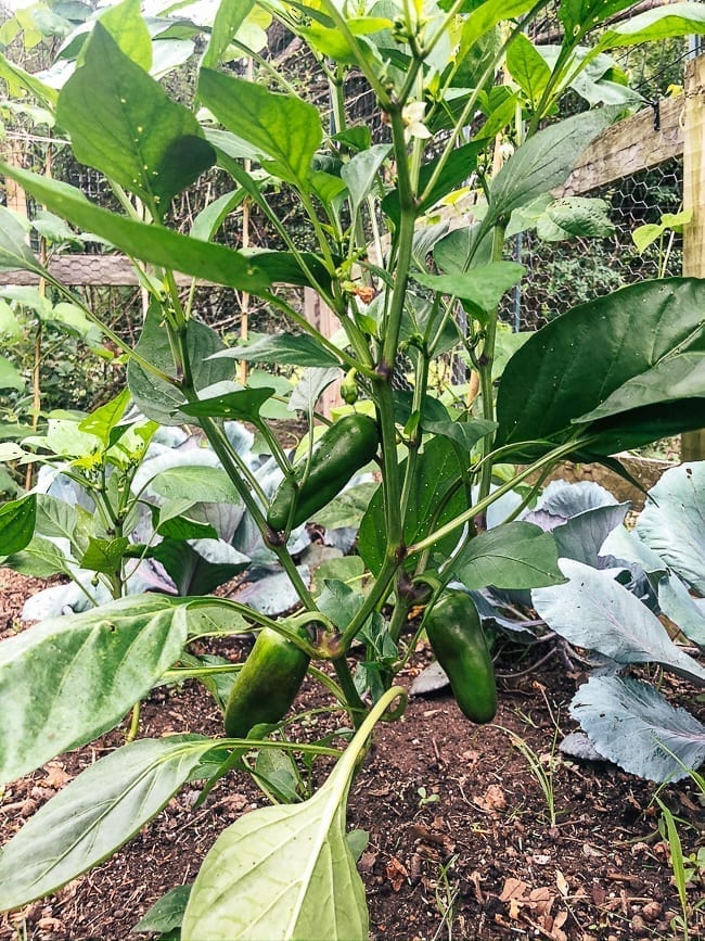 Jalapeno plants, geagle.miooashdv.tk