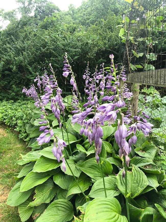 Flowering hostas, geagle.miooashdv.tk