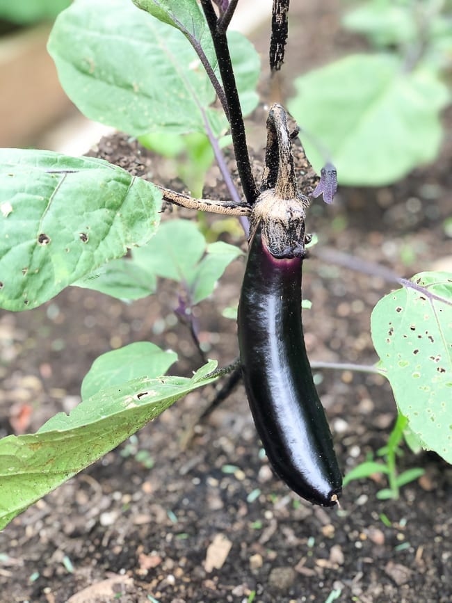 Japanese eggplant plant, geagle.miooashdv.tk