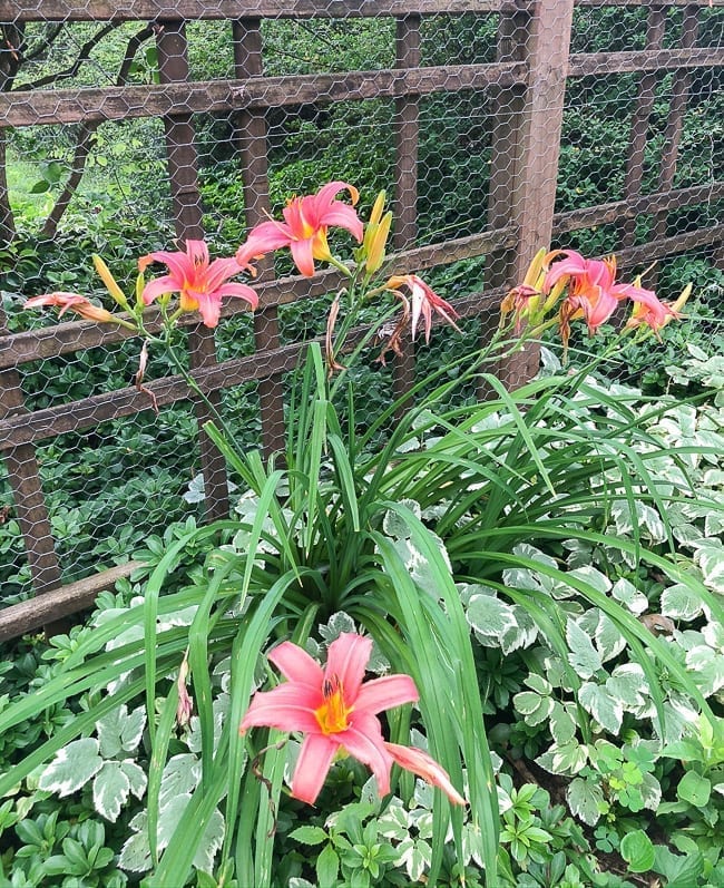 Pink lilies, geagle.miooashdv.tk