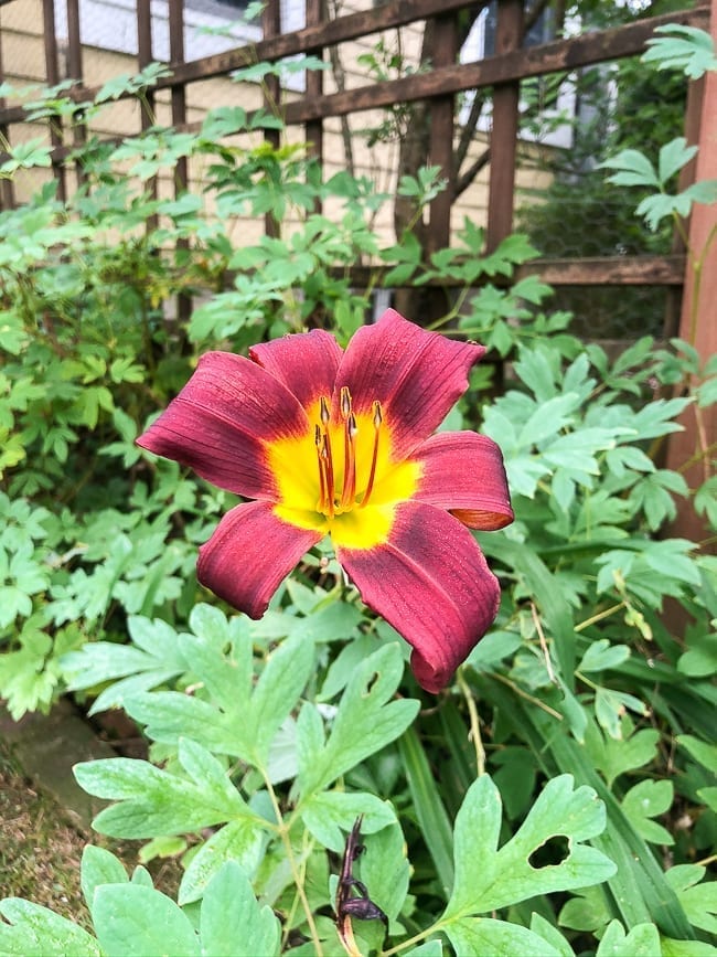 Lily flower, geagle.miooashdv.tk