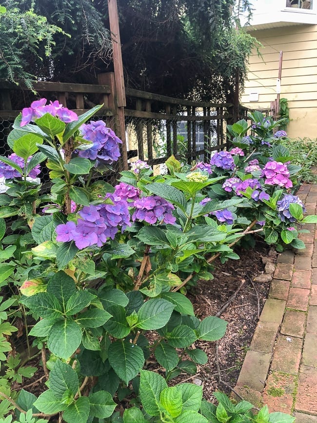 Hydrangea plants, geagle.miooashdv.tk