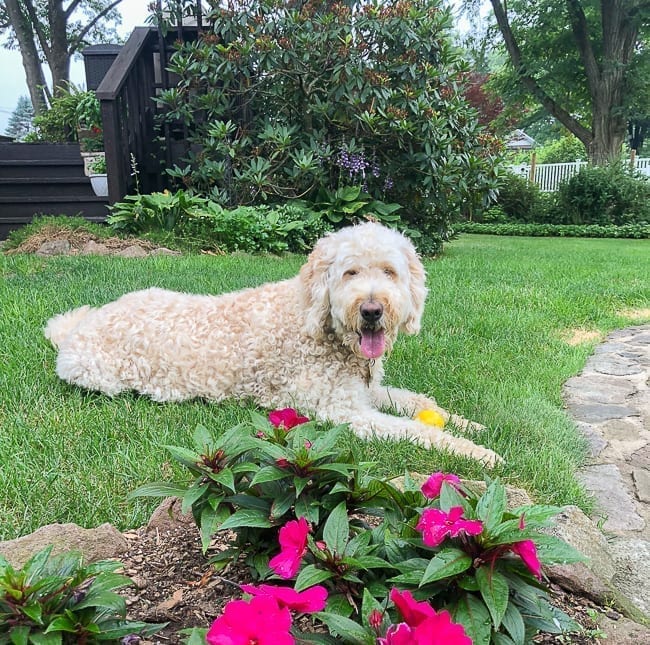 Barley the goldendoodle in the backyard, geagle.miooashdv.tk