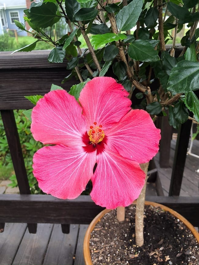 Pink hibiscus flower, geagle.miooashdv.tk