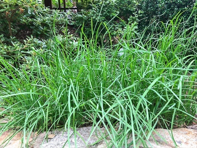 Chinese garlic chives growing in garden bed, geagle.miooashdv.tk