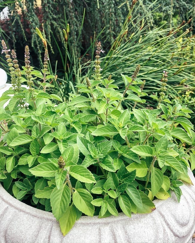 Holy basil plant, geagle.miooashdv.tk