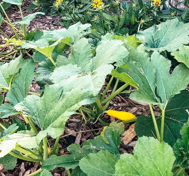Yellow Squash plant, geagle.miooashdv.tk
