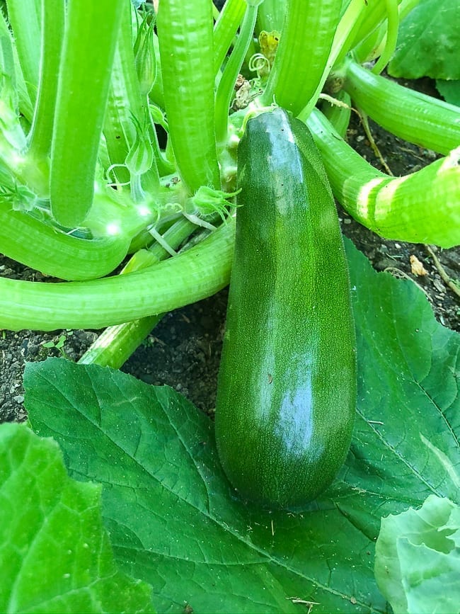 Garden Zucchini, geagle.miooashdv.tk