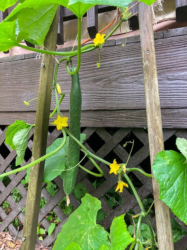 Cucumber plant, geagle.miooashdv.tk