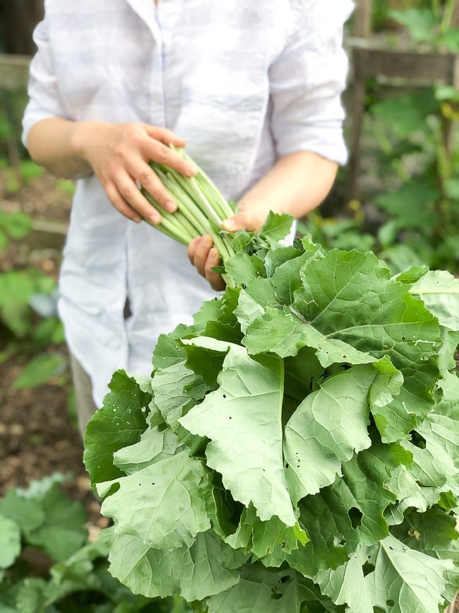 Kale harvest, geagle.miooashdv.tk
