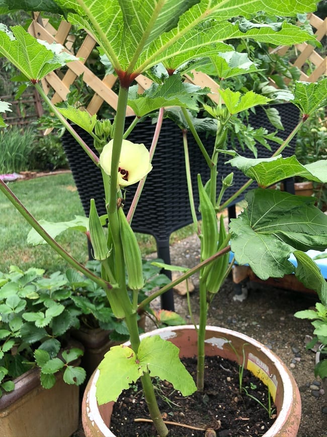 Okra plant in pots, geagle.miooashdv.tk