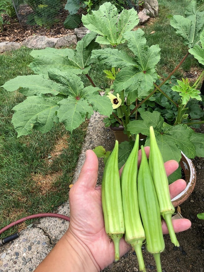 Home garden okra harvest, geagle.miooashdv.tk