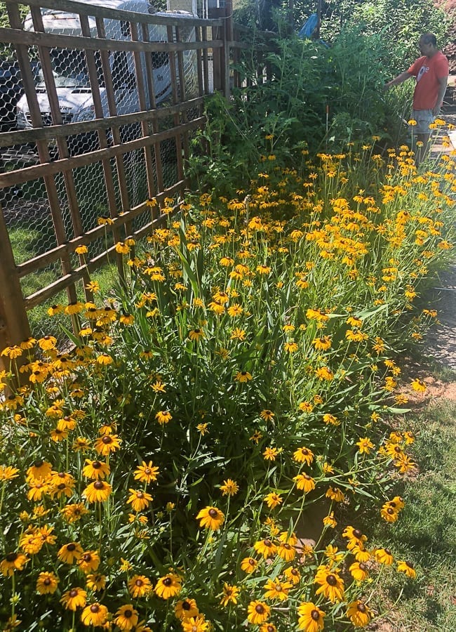 Black eyed susans, geagle.miooashdv.tk