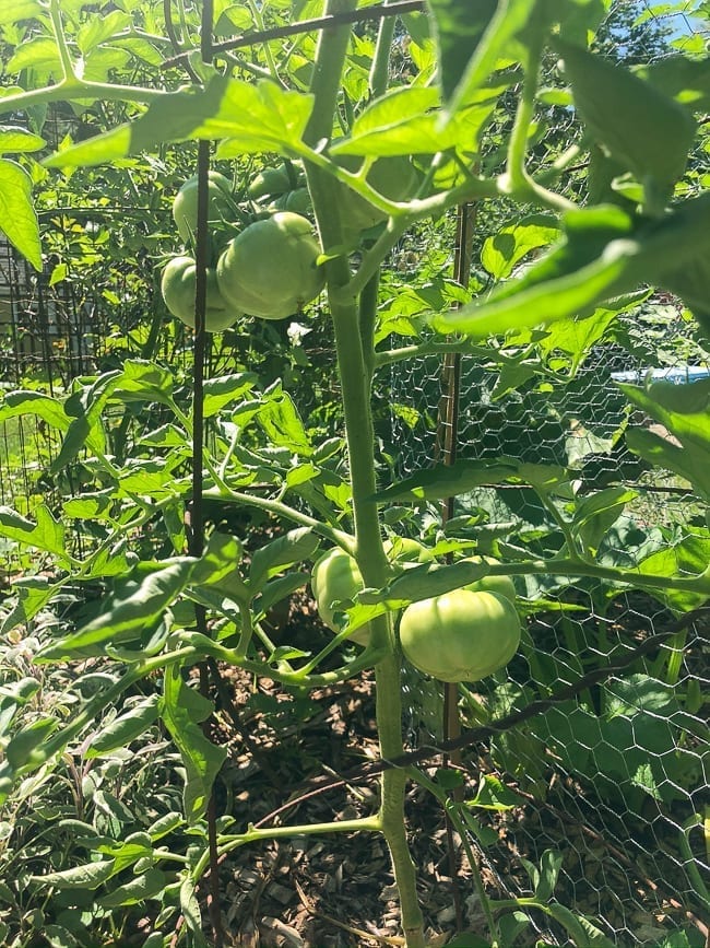 Green tomatoes, geagle.miooashdv.tk