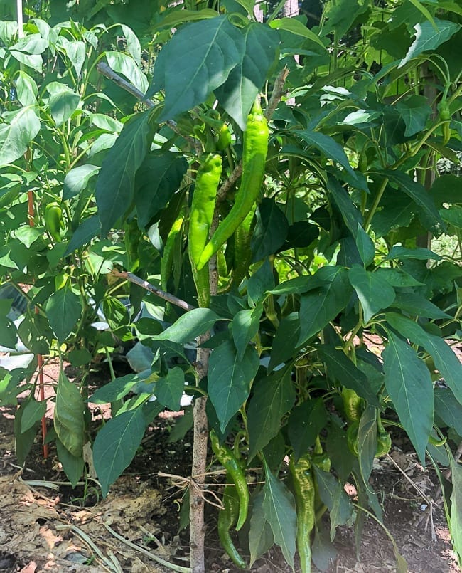 Long Hot Peppers, geagle.miooashdv.tk