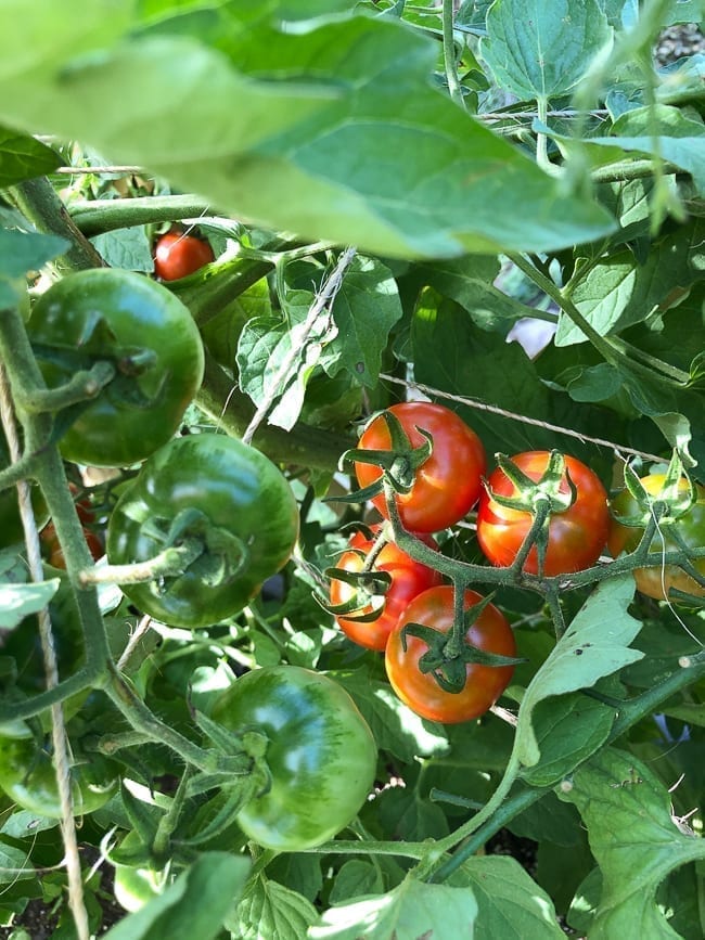 Cherry tomato plant, geagle.miooashdv.tk