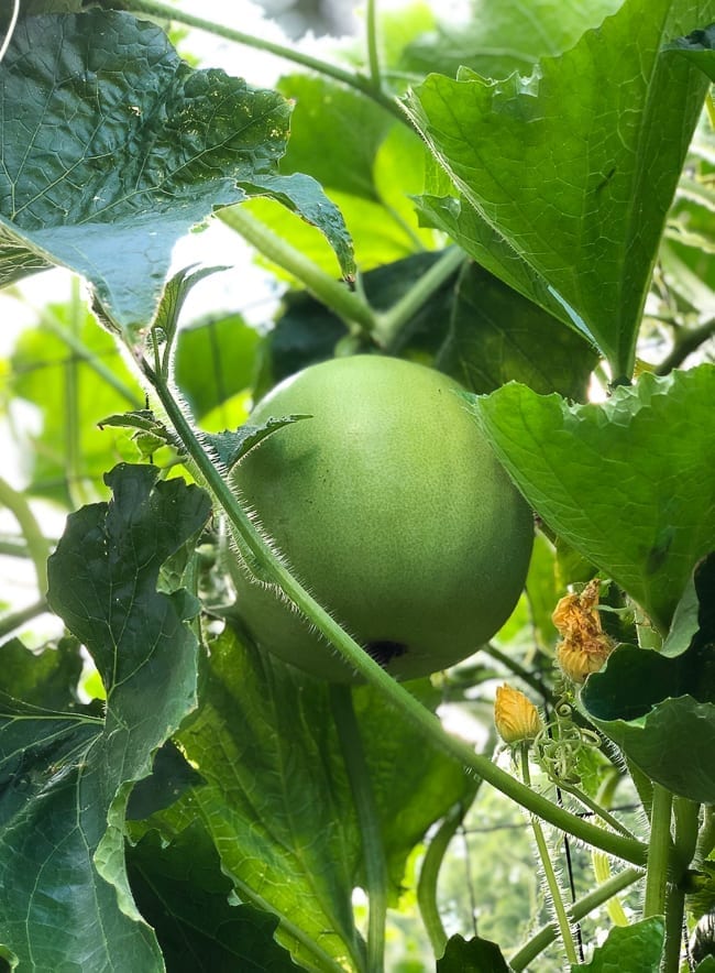 Winter melon plant, geagle.miooashdv.tk