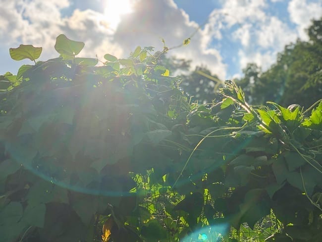 Bean vines, geagle.miooashdv.tk