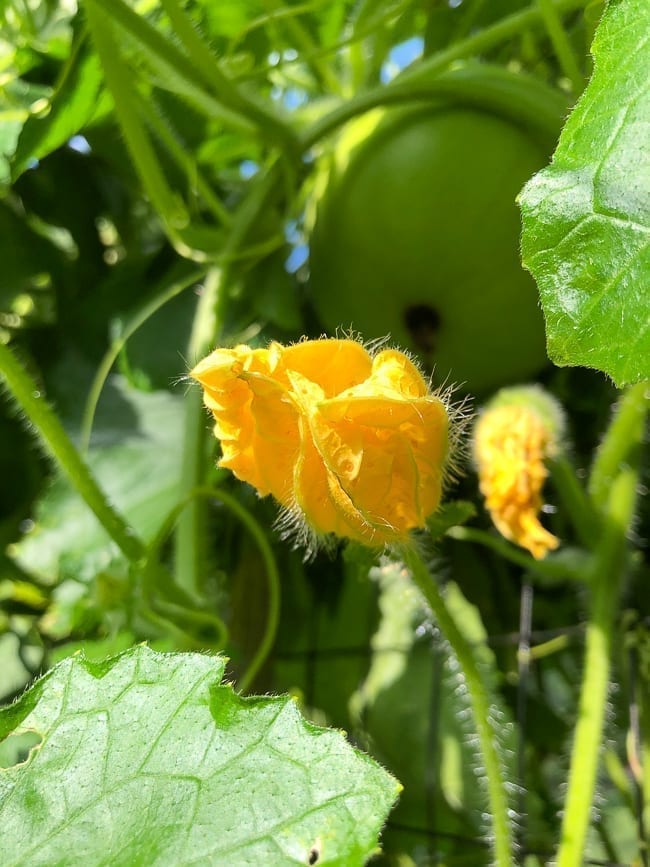 Winter melon flower, geagle.miooashdv.tk